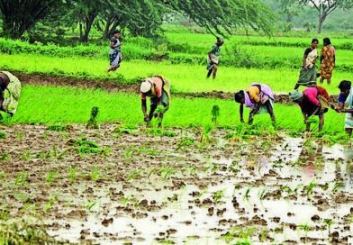 मान्सूनच्या पावसाने पुण्यातील भात रोपवाटिकांना संजीवनी दिली, शेतकऱ्यांनी शेततळे तयार करण्यास सुरुवात केली