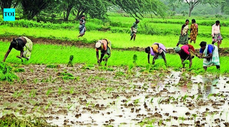 मान्सूनच्या पावसाने पुण्यातील भात रोपवाटिकांना संजीवनी दिली, शेतकऱ्यांनी शेततळे तयार करण्यास सुरुवात केली