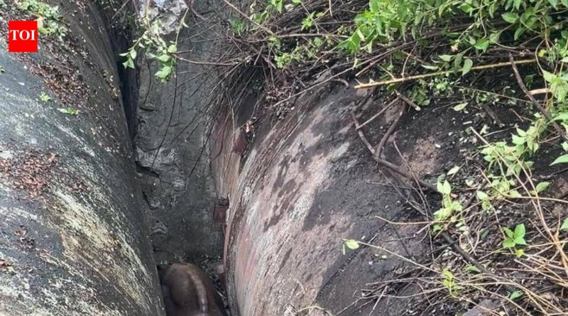 नाल्यांमध्ये अडकलेल्या गौरची वन पथकाने सुटका केली नाल्यांमध्ये अडकलेल्या गौरची वन पथकाने सुटका केली