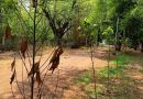 पीएमसीने लावलेल्या झाडांच्या जगण्याची आकडेवारी नाही